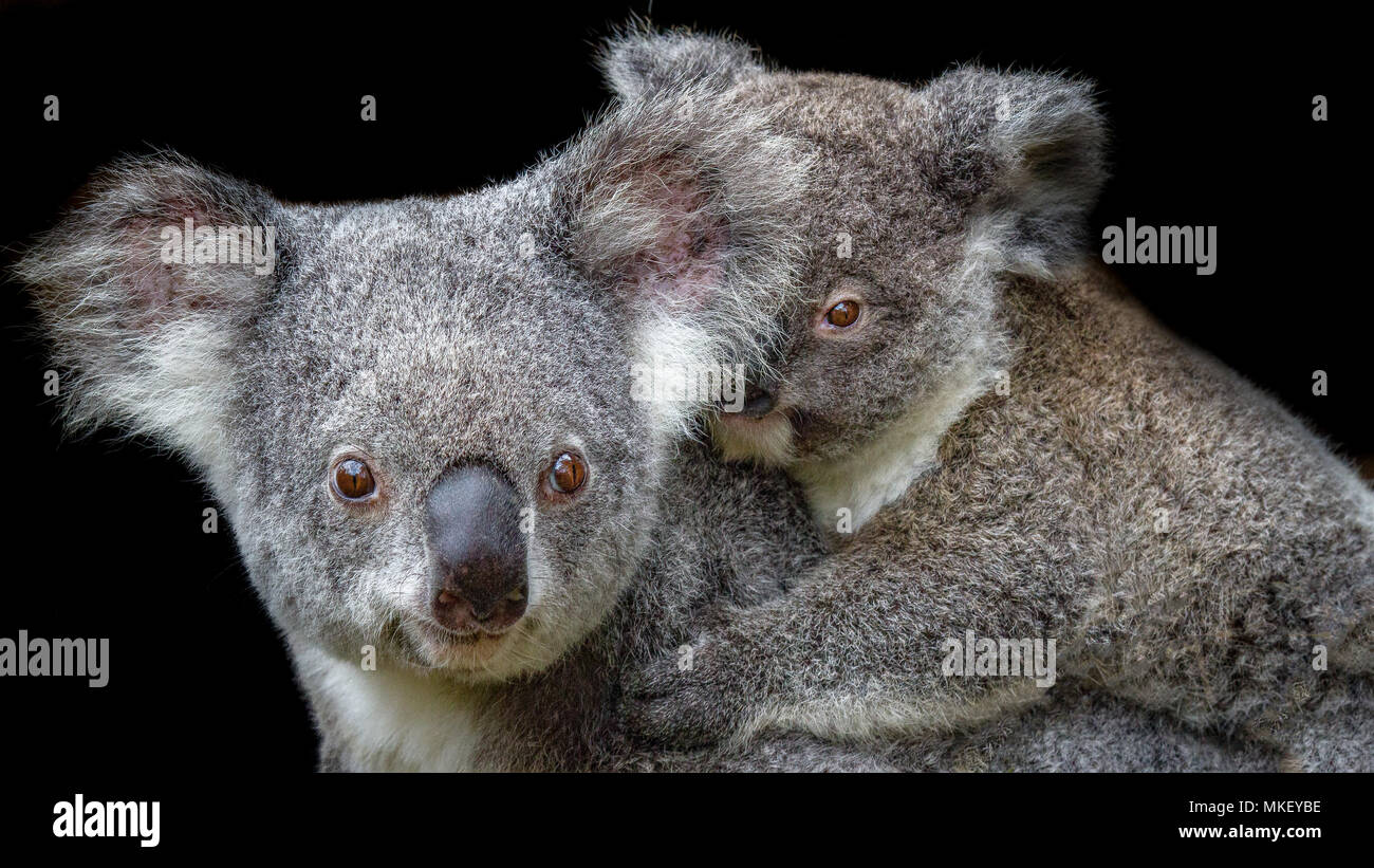 Koala mother and joey with the joey riding on its mother`s back. Both